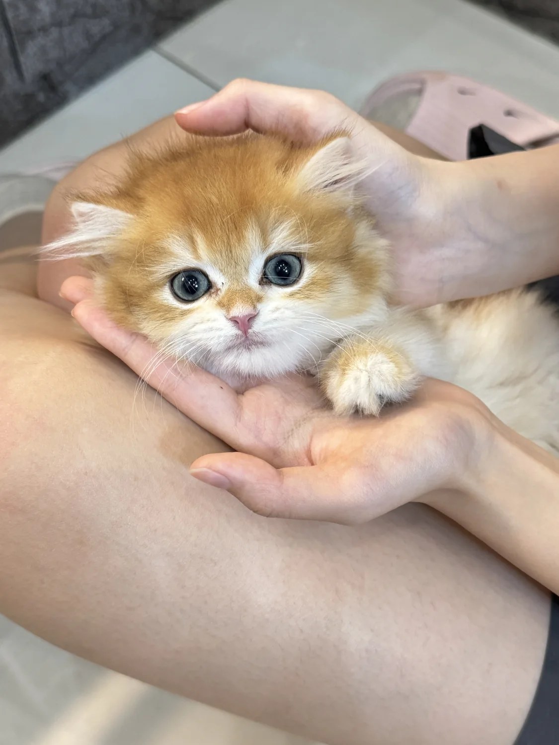 業者提供的照護者雙手捧著金色幼貓原始實拍