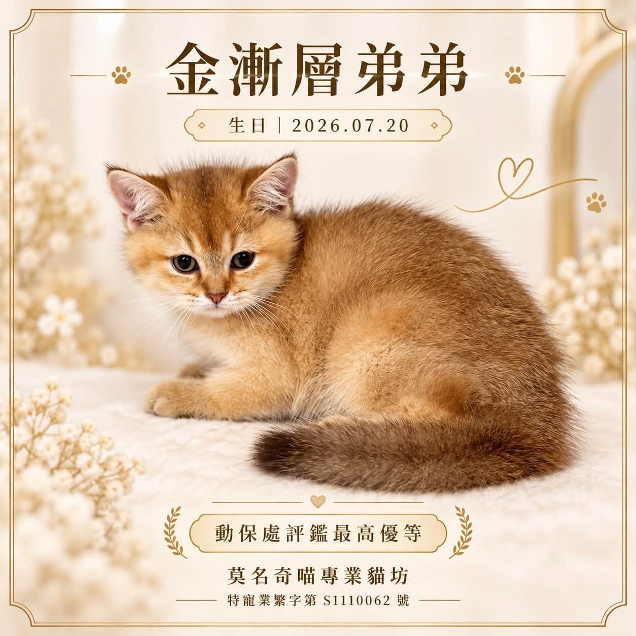 金漸層英短・弟弟的業者提供照片