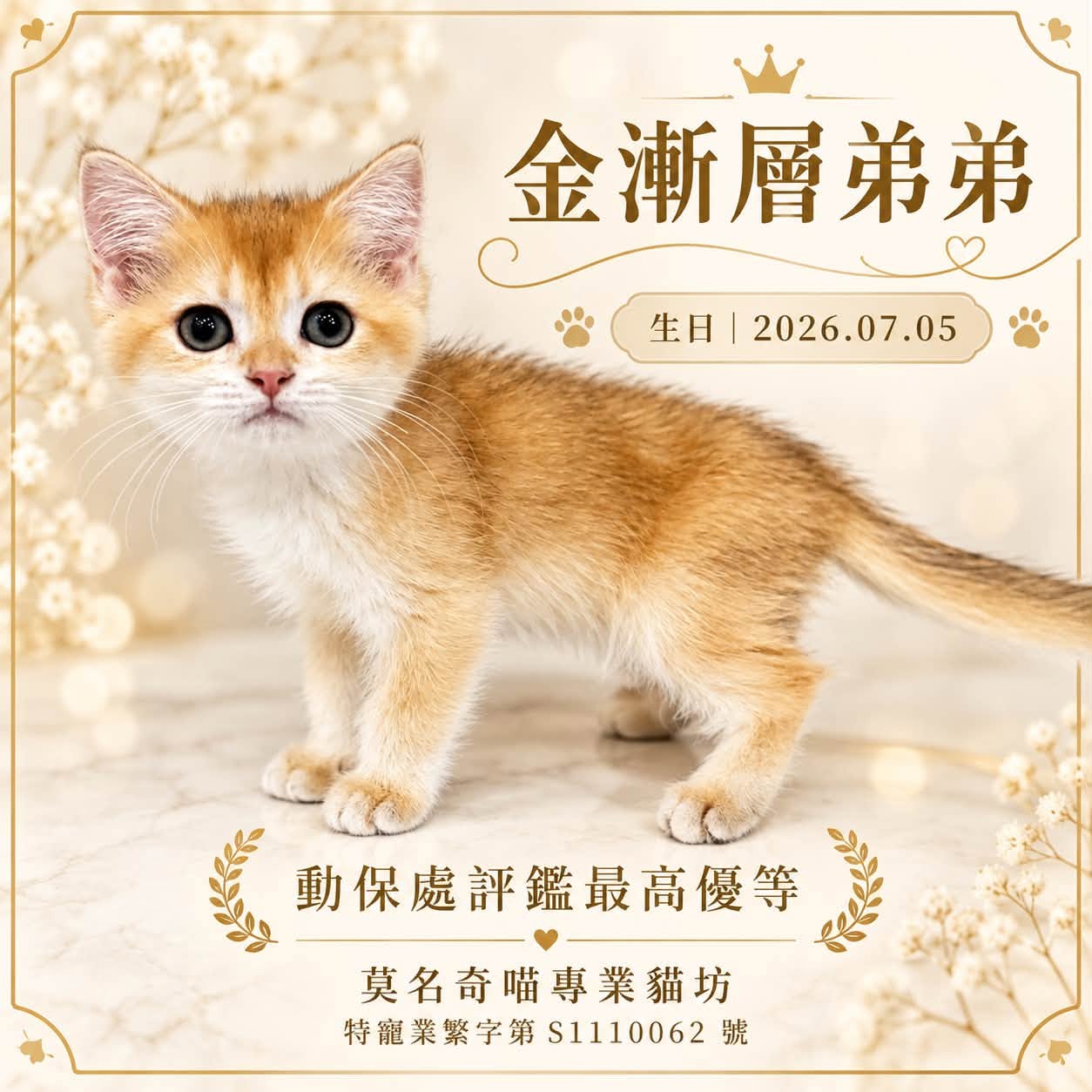 金漸層英短・弟弟的業者提供照片