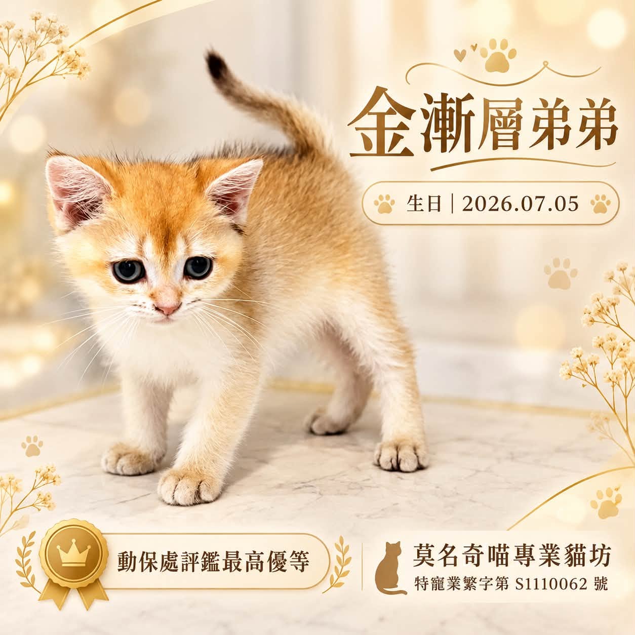 金漸層英短・弟弟的業者提供照片