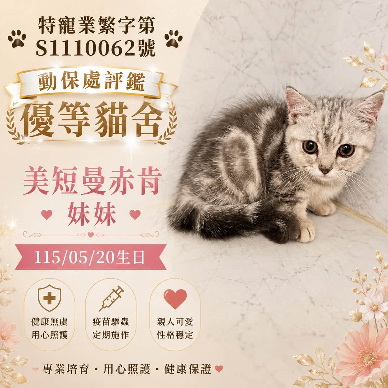 美短曼赤肯・妹妹的業者提供照片
